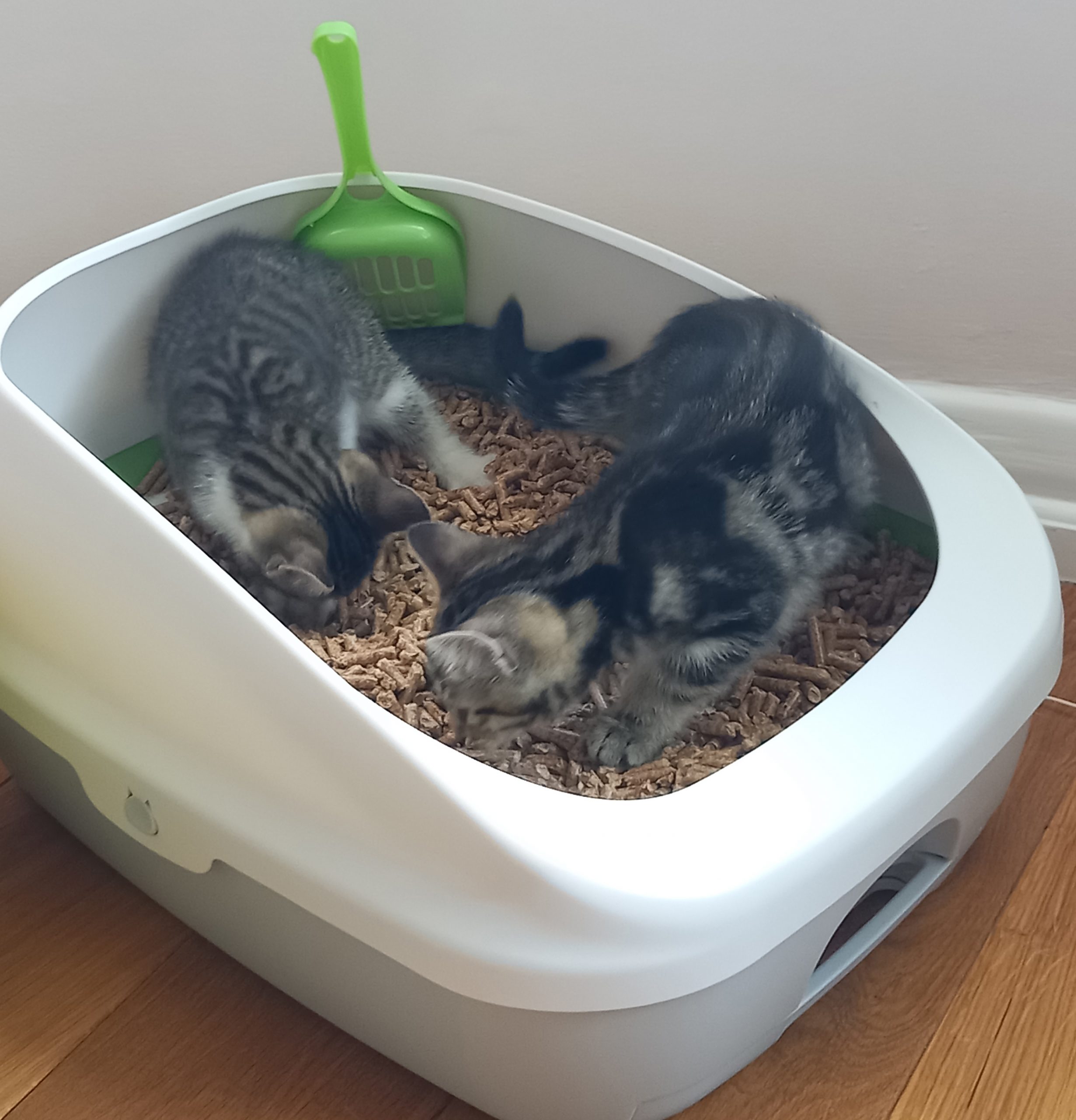 Kittilitt wood pellet cat litter