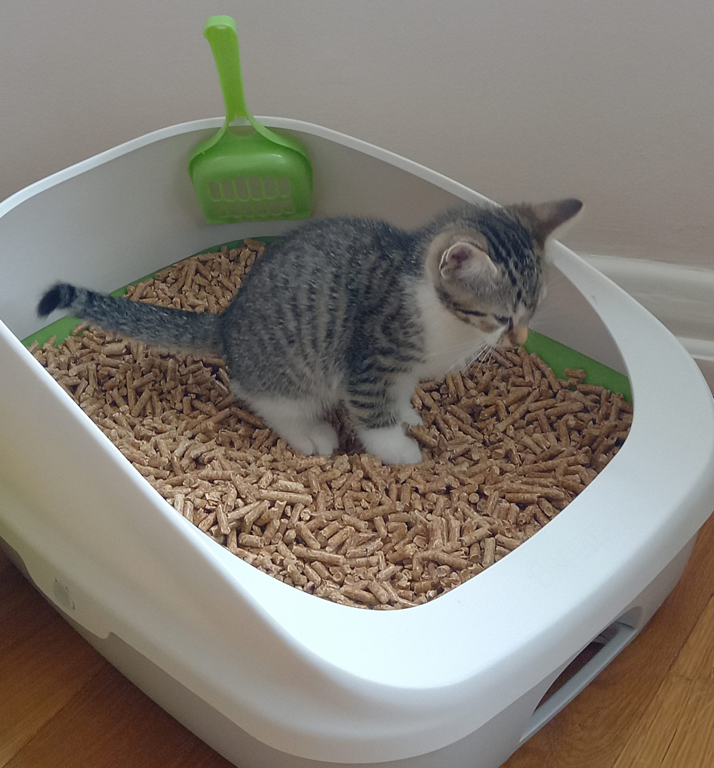 Kittilitt wood pellet cat litter