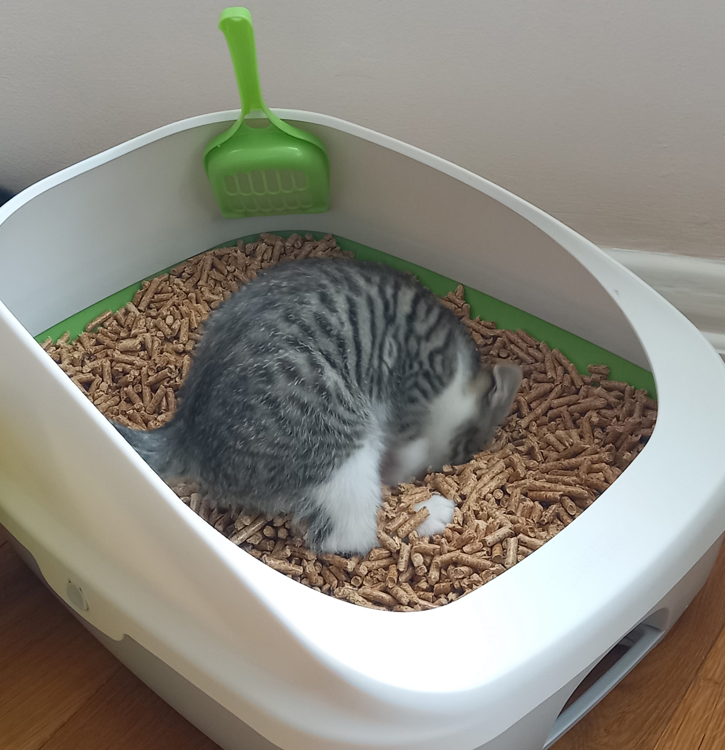 Kittilitt wood pellet cat litter