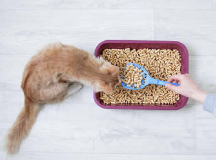 Kittilitt wood pellet cat litter