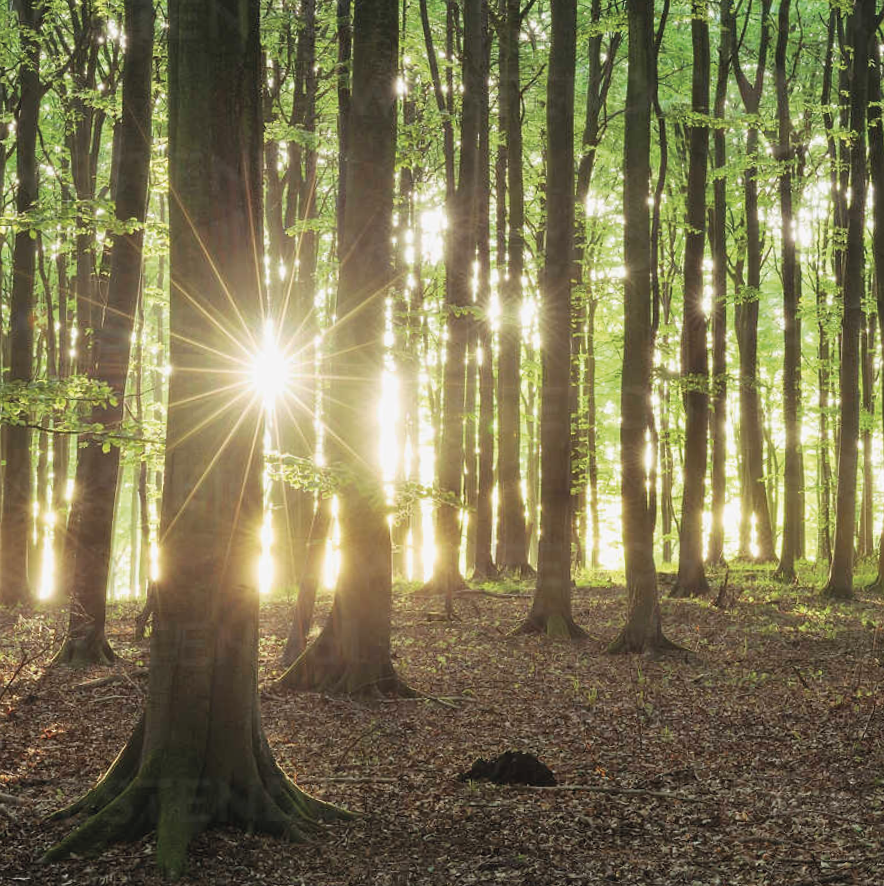 Sustainable cat litter